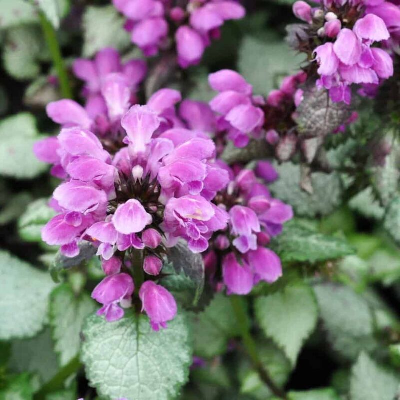 Lamium maculatum 'Beacon Silver' ---